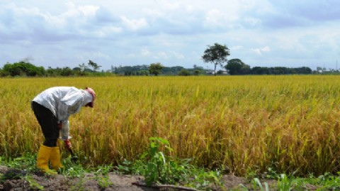 Cayó terriblemente el empleo en el sector agrícola: se perdieron más de 42 mil puestos en un año