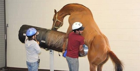 Diversión cero: con una vagina artificial buscan que el caballo eyacule antes de contagiarse de una yegua infectada