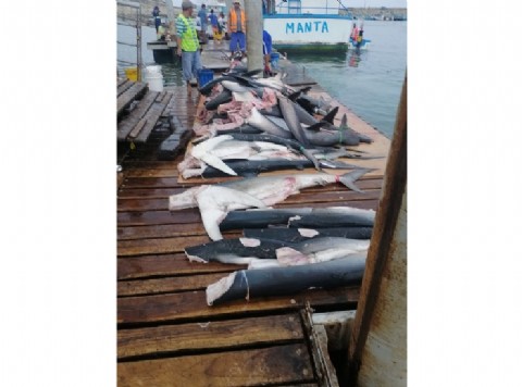 Estudio revela que casi la mitad de la “corvina” vendida en Ecuador es en realidad tiburón