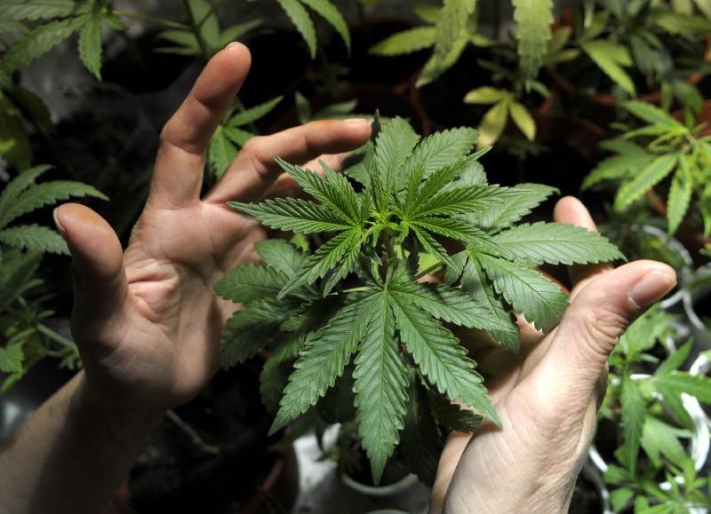 ¿Será la solución? El cannabis podría ayudar a combatir el coronavirus