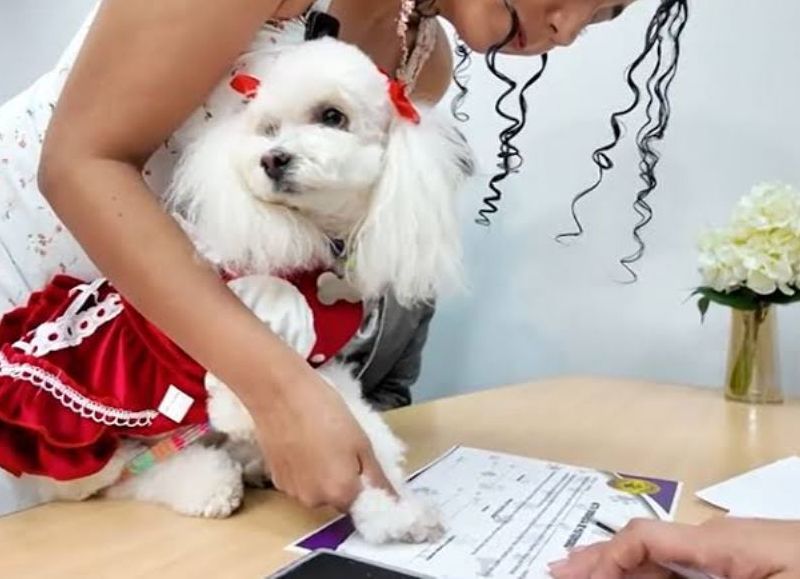Las mascotas ya pueden ser testigos simbólicos en los matrimonios civiles de Ecuador