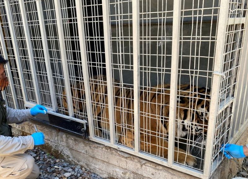 Chile se convierte en el primer país de la región en vacunar animales contra el Covid-19