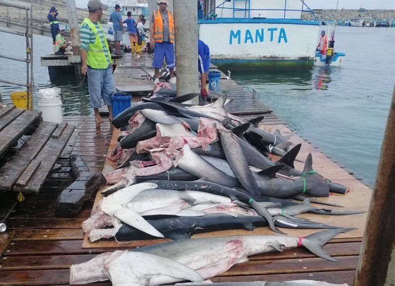Estudio revela que casi la mitad de la “corvina” vendida en Ecuador es en realidad tiburón